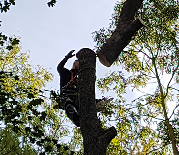 Abattage d'arbres Verneuil sur seine