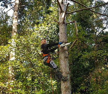 abattage arbres Asnières