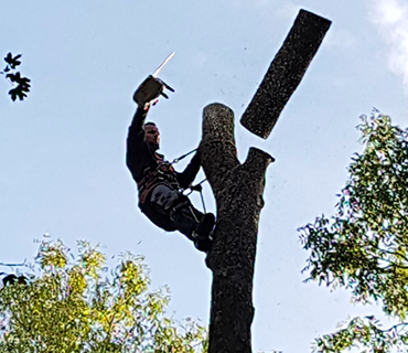 Abattage d'arbres Yvelines