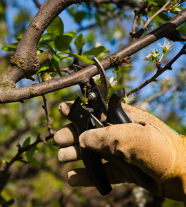 taille d'arbres fruitiers 78